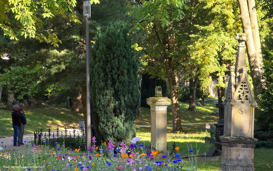 Totenhagen Wildblumen