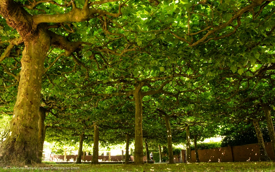 St.-Annen-Rosengarten