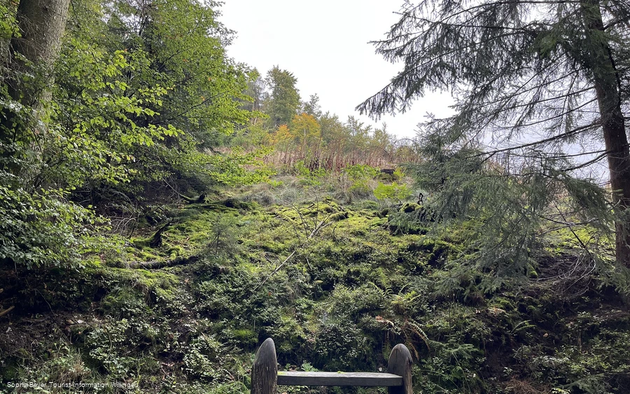 Ruhebank mit Farnen und Moos am Uplandsteig