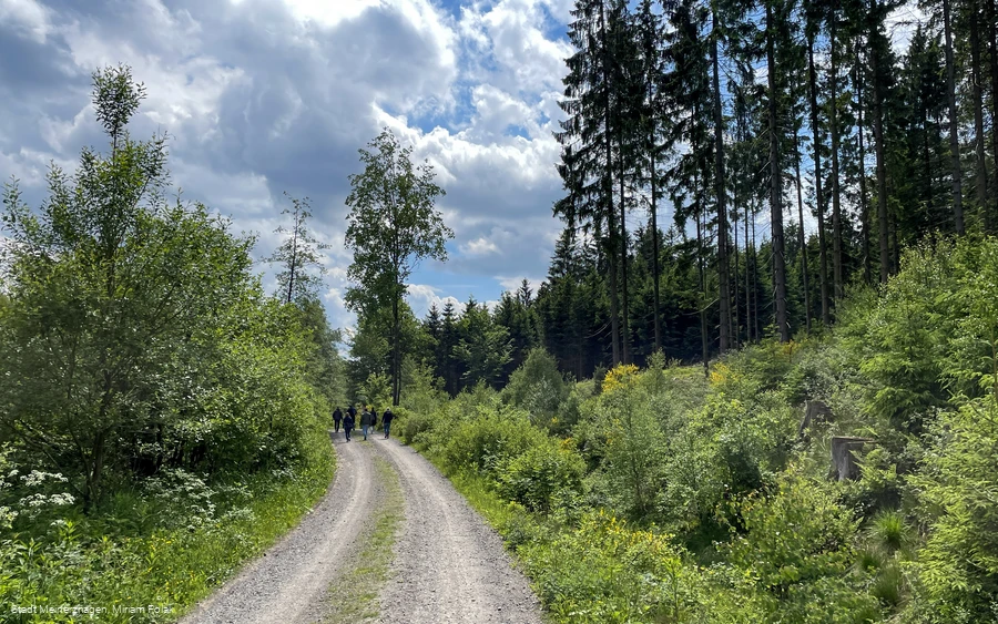 Weg zum Willertshagener Teufelsstein