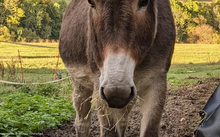 Esel auf dem Bauernhof Fass Esel auf dem Bauernhof Fass