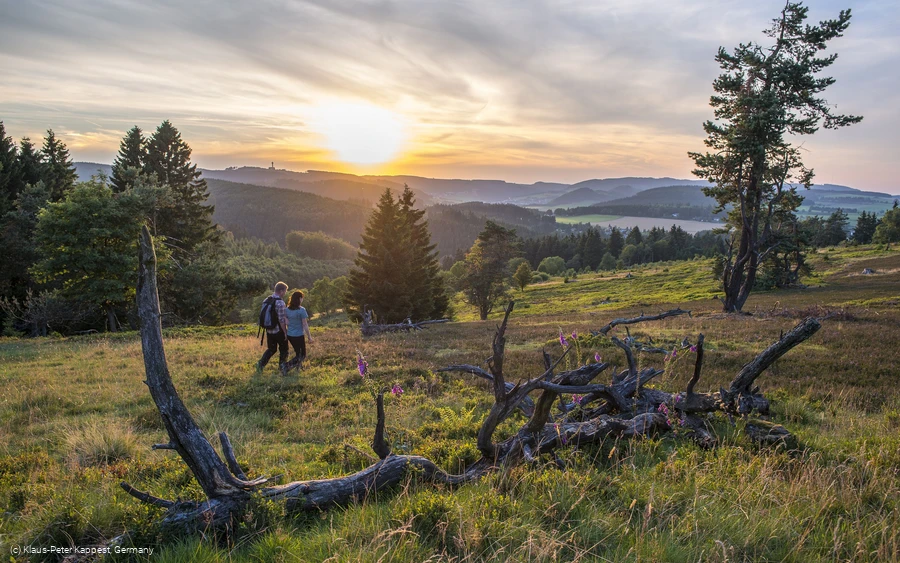 Blühende Heide bei Sonnenuntergang 