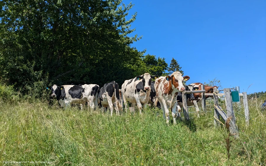Kühe auf dem Familienbauernhof Fass