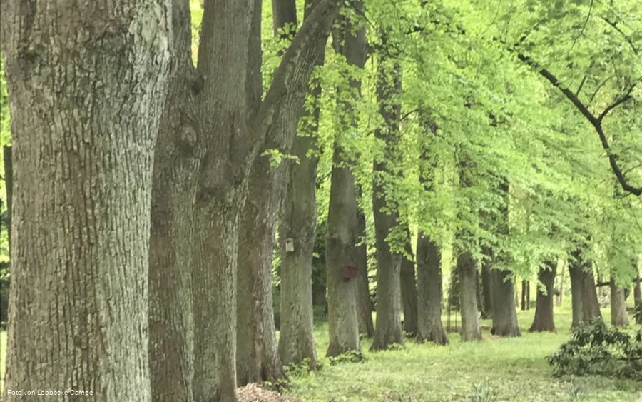 Lindenallee Lindenallee