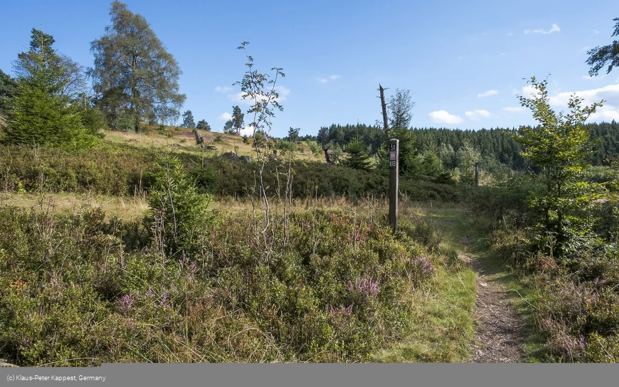 Heidepfad am Wanderweg U3 in Willingen-Usseln