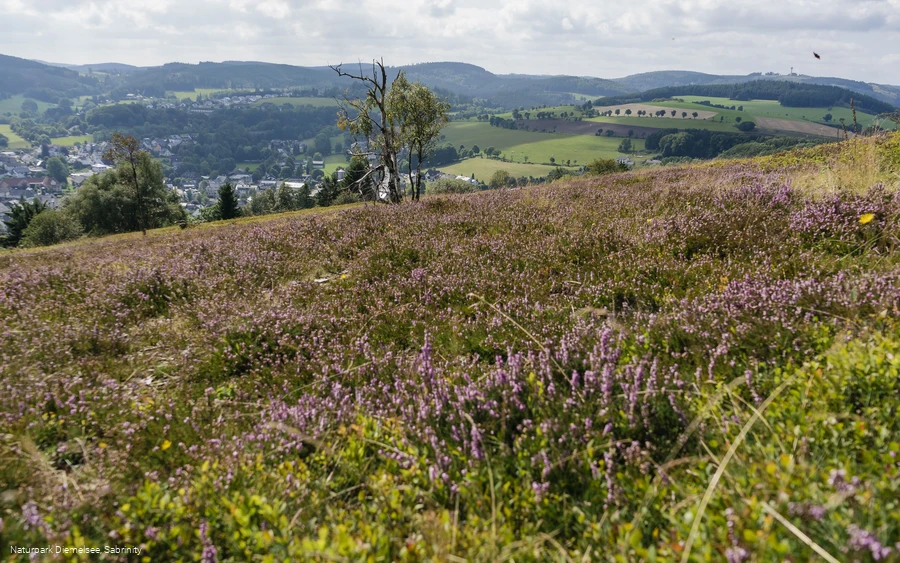 Heidelandschaft auf dem Osterkopf