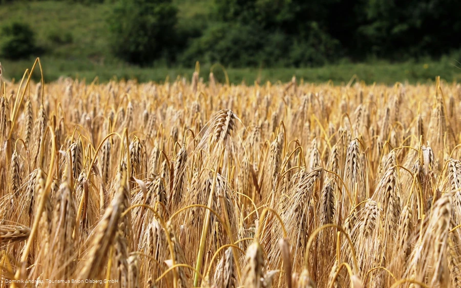 Getreidefeld