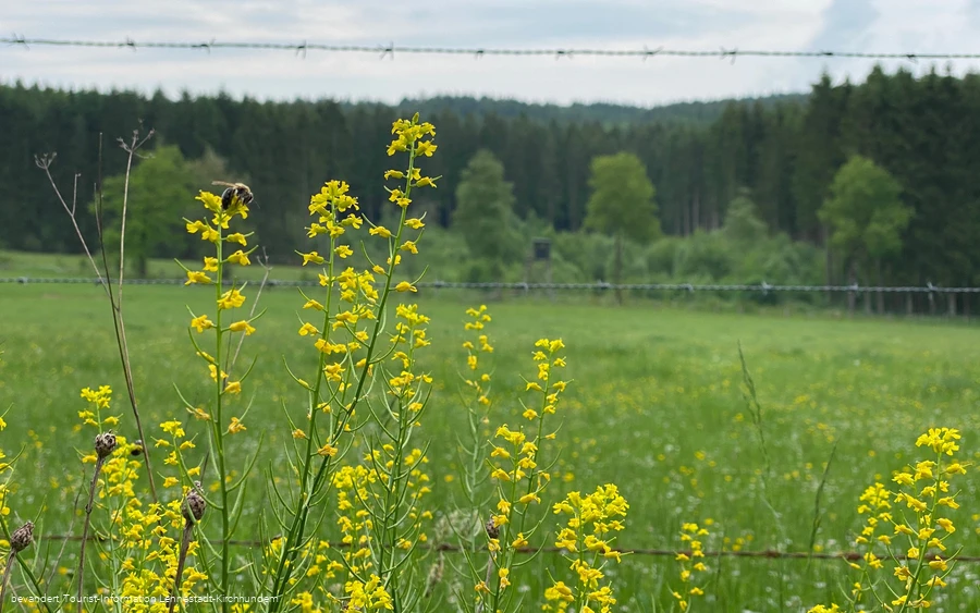 Wiese am Silberbachtal