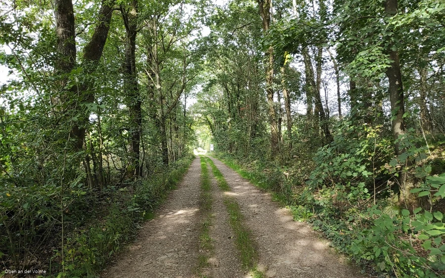 Wanderung auf einer Forsttrasse