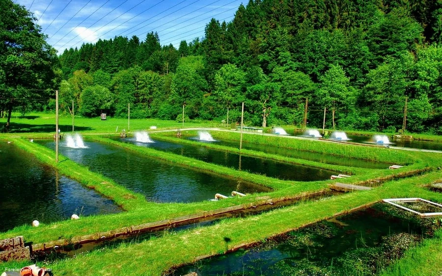 Fischteiche Fischteiche