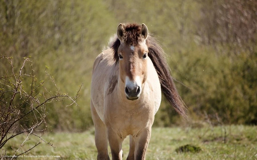 Wildpferd Kleiberg