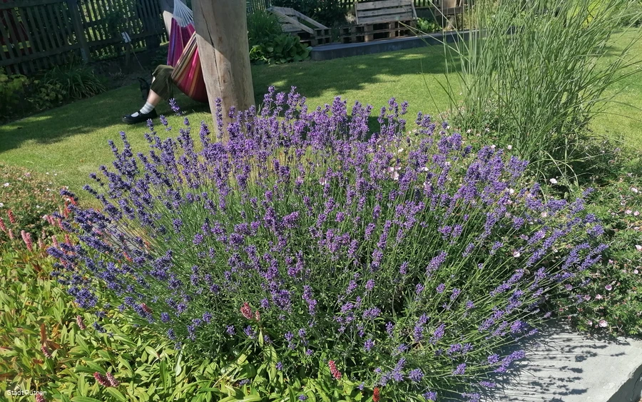 IMG_20250702_111001_resized_20250717_120923333.jpg IMG_20250702_111001_resized_20250717_120923333.jpg