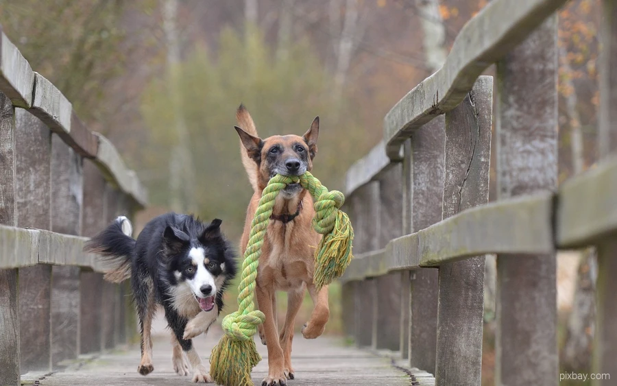 Two dogs run over a bridge and play with a toy