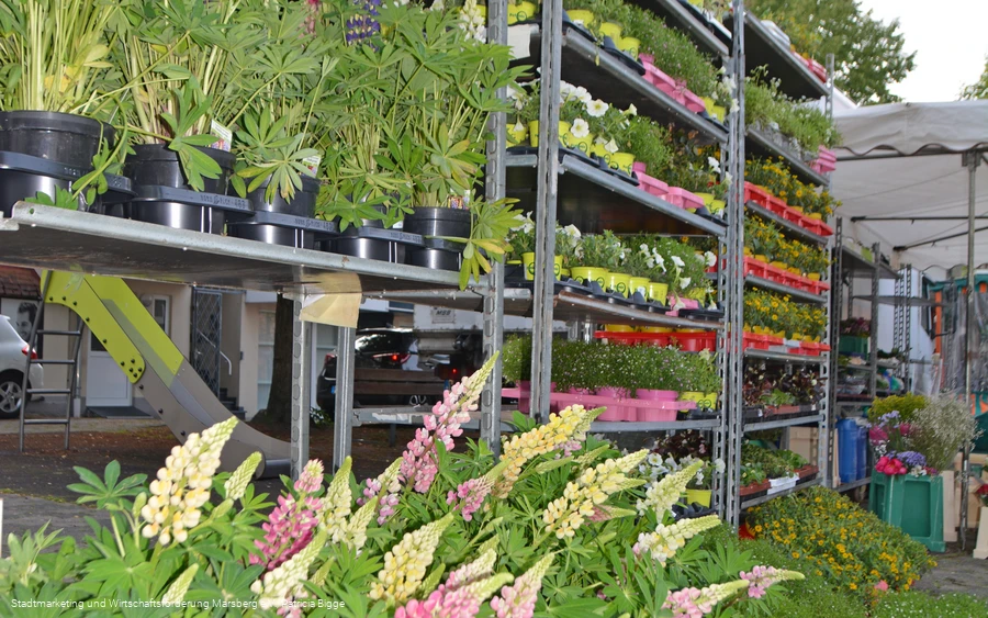 Wochenmarkt Marsberg