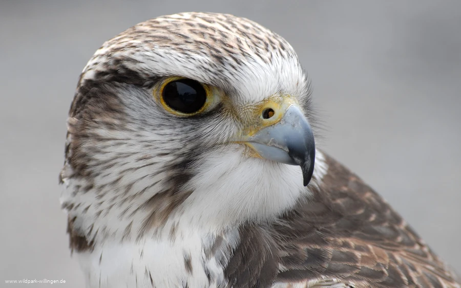 Falke_c__Wild-_und_Freizeitpark_Willingen.jpg.jpg Falke_c__Wild-_und_Freizeitpark_Willingen.jpg.jpg