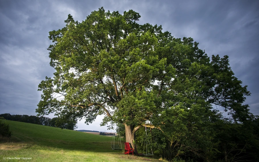 Eiche im Ohl bei Usseln