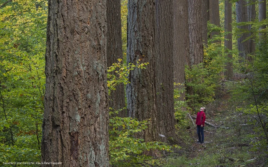 Sauerland-Seelenort Himmelssäulen