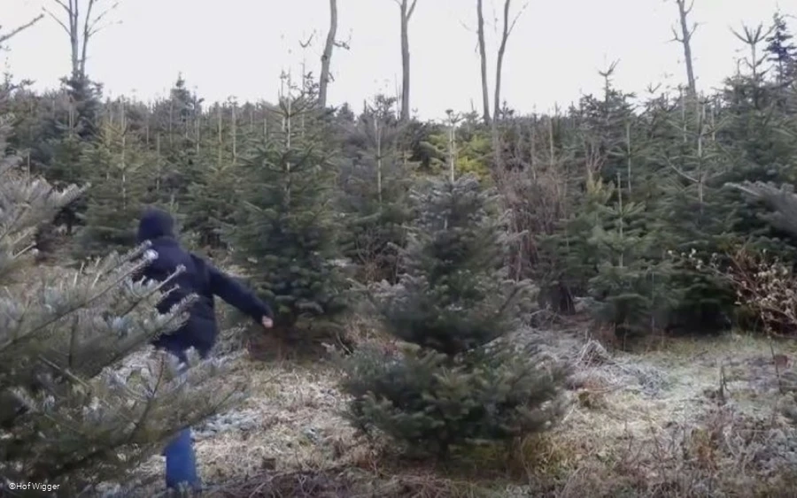 Weihnachtsbäume2.jpg
