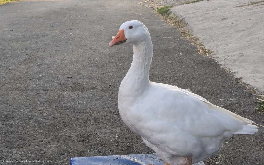 Gans auf dem Familienbauernhof Fass