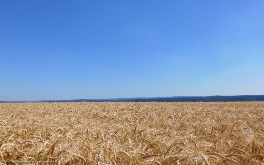 Blick über ein Feld auf der Haar