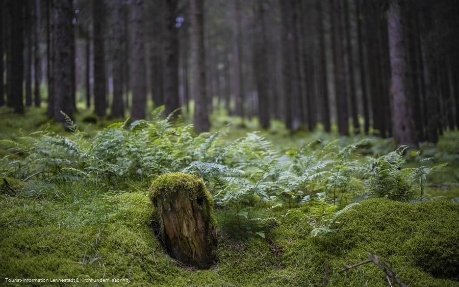 Natur im Schwarzbachtal