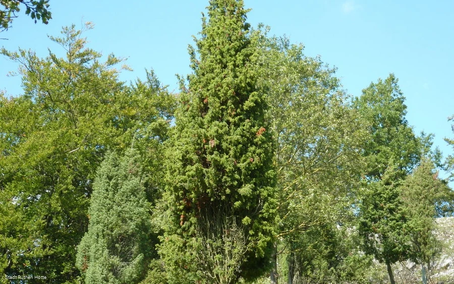 Wacholderheide am Hohen Stein in Kallenhardt
