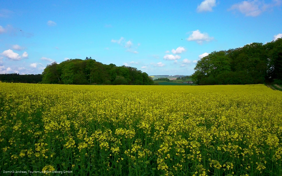 Feld