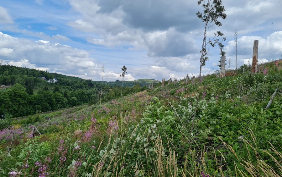 Waldversuchsfläche an der Route der Nachhaltigkeit (c) Naturparkt Diemelsee.jpg