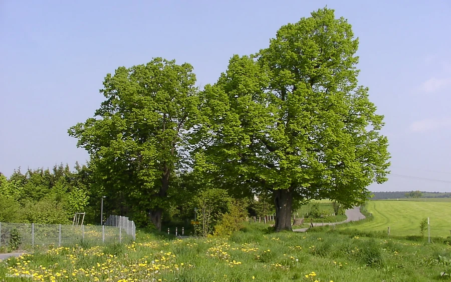 Thingslinde (links) und Kaiser-Wilhelm-Linde