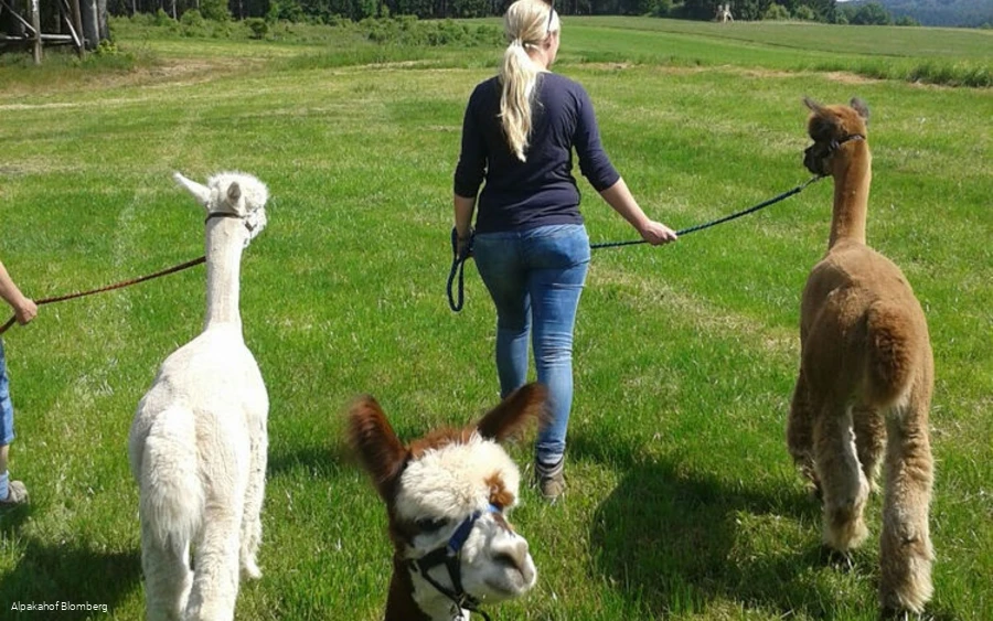 Alpakahof Blomberg - Alpakawanderung
