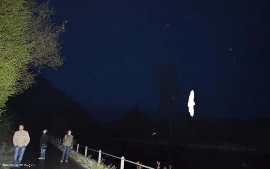 Mit Fledermaeusen auf Du und Du 