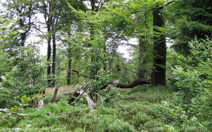 Wälder auf der Hunau