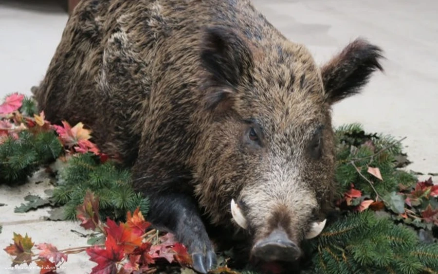 Jagdmuseum Schalksmühle