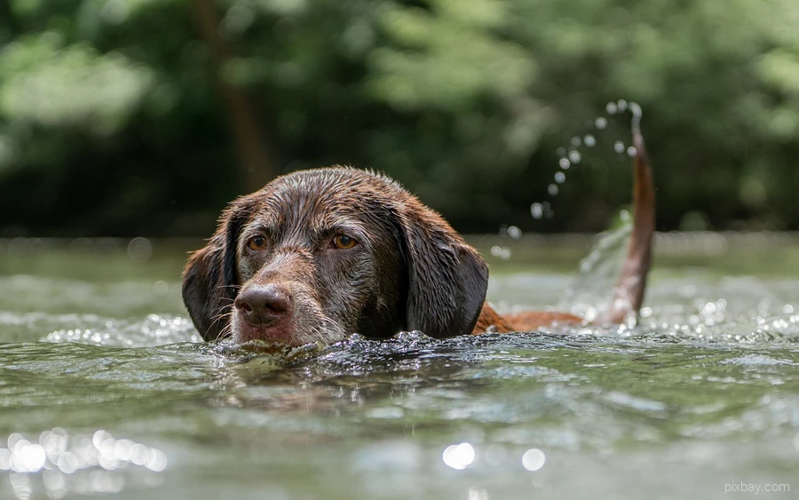 A dog swims in the water of a lake in Sauerland