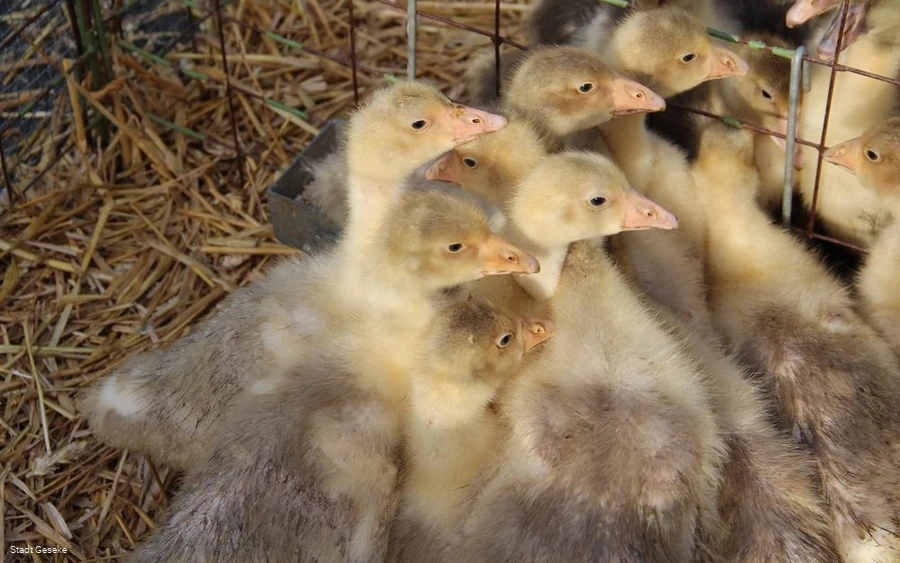 Vieh- und Krammarkt am Gösselkirmes Donnerstag