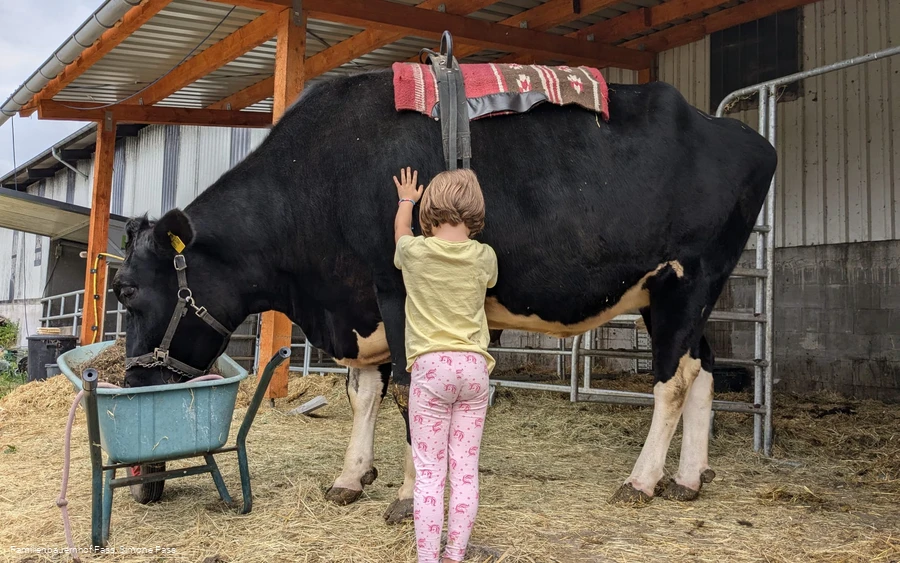 Reitkuh auf dem Familienbauernhof Fass