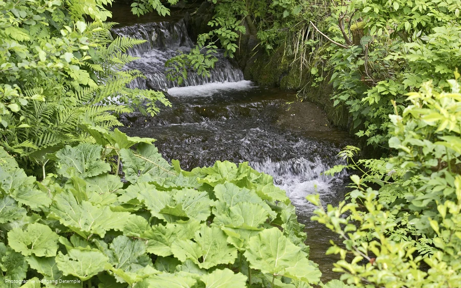 Bach mit Huflattich und anderen Pflanzen