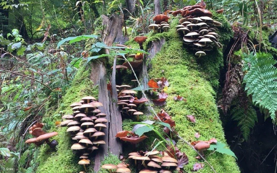 Waldbaden-Baumpilze quer (Foto P.Gries).jpg