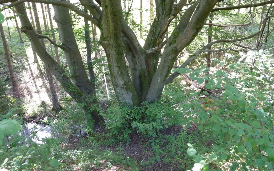 Alte Hudebuche im Lörmecketal