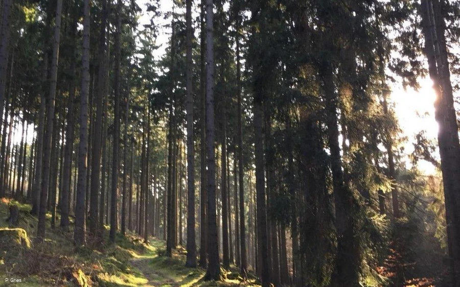 Weg beim Waldbaden quer (Foto P.Gries).jpg