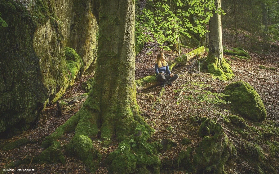 Mystischer Wald am Uplaender Besinnungsweg