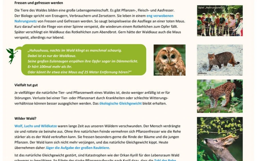 Infotafel Station 6 Waldfeenpfad