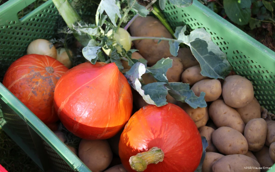Basket full of vegetables at the Almhof in Elspe