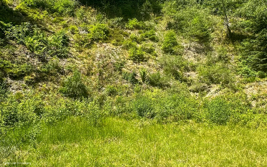 Grün bewachsener Steinbruch.