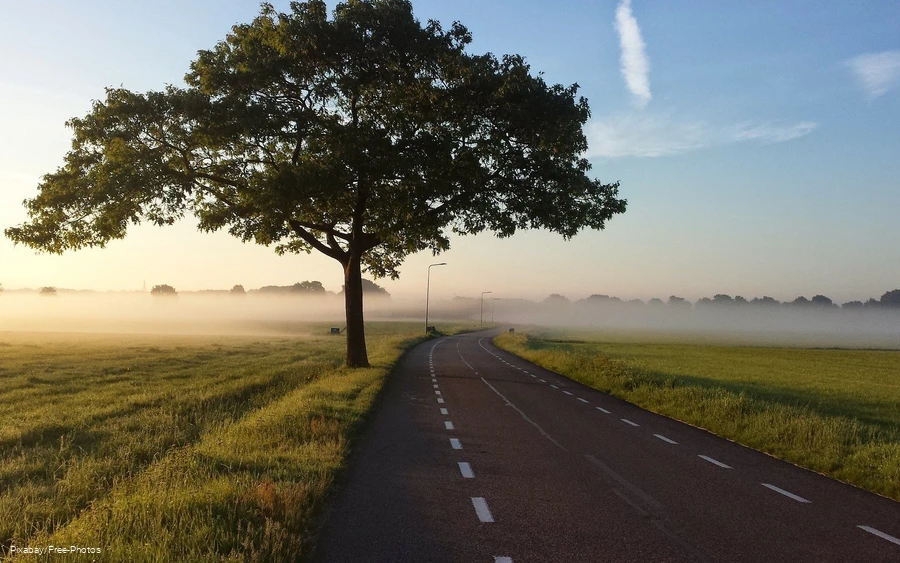 Landstraße gesäumt von einem Baum und Wiesen.
