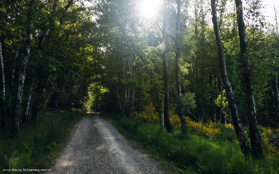Rothaarsteig bei Rodenbach