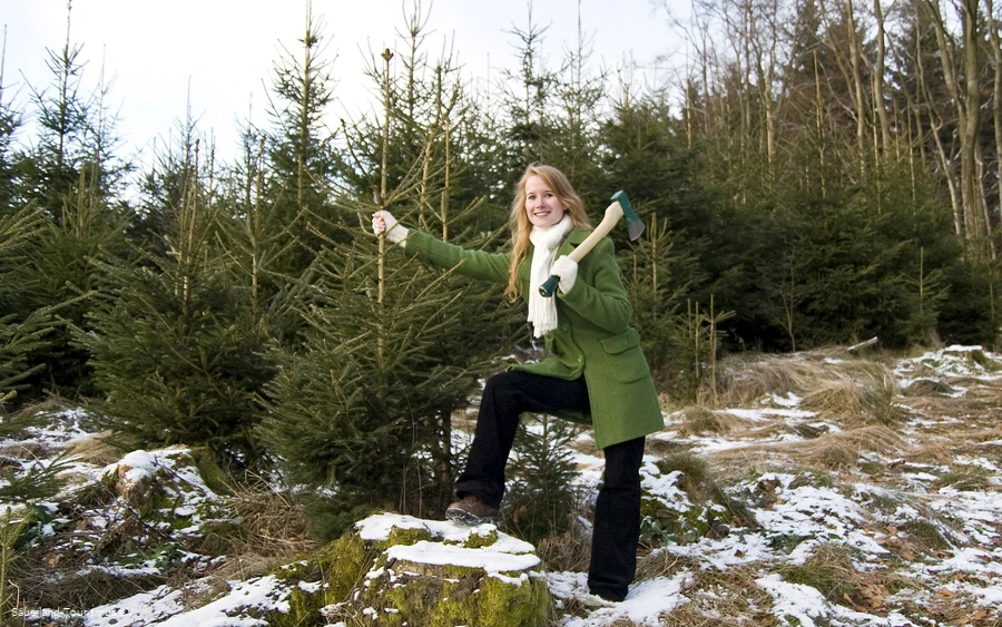 Weihnachtsbaumschlagen (Sauerland-Tourismus e.V.).jpg