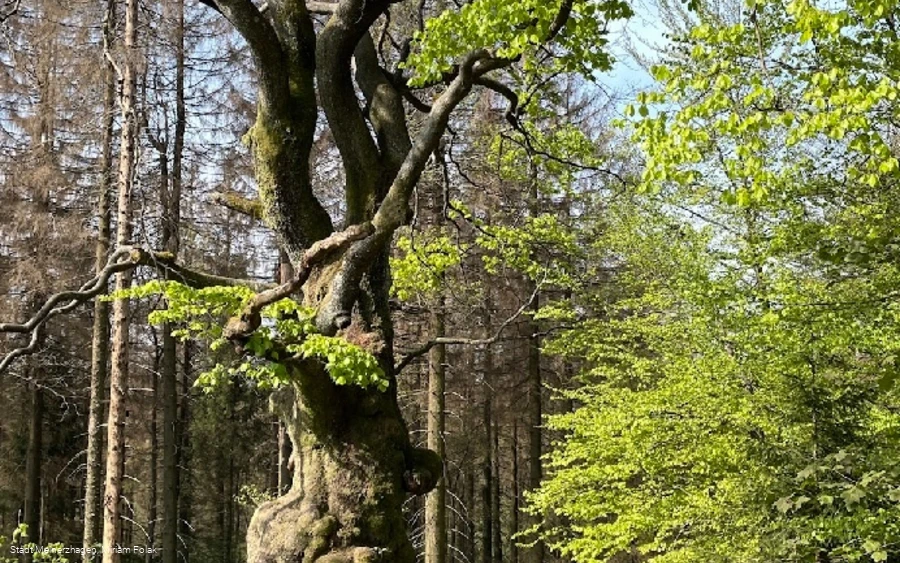 Grenzbuche Markenbaum Südhangweg