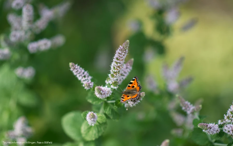 Schmetterling im Kurgarten Willingen