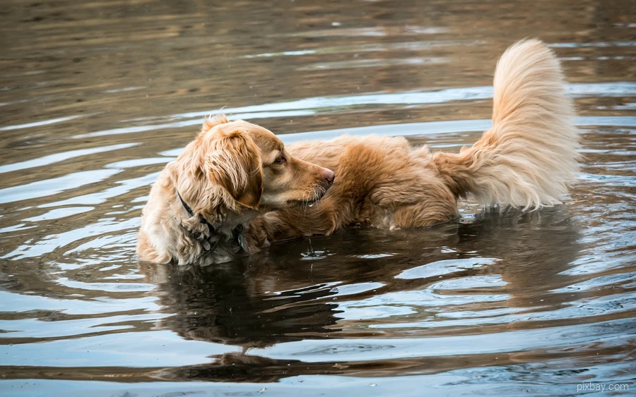 A dog swims in the water of a lake in Sauerland